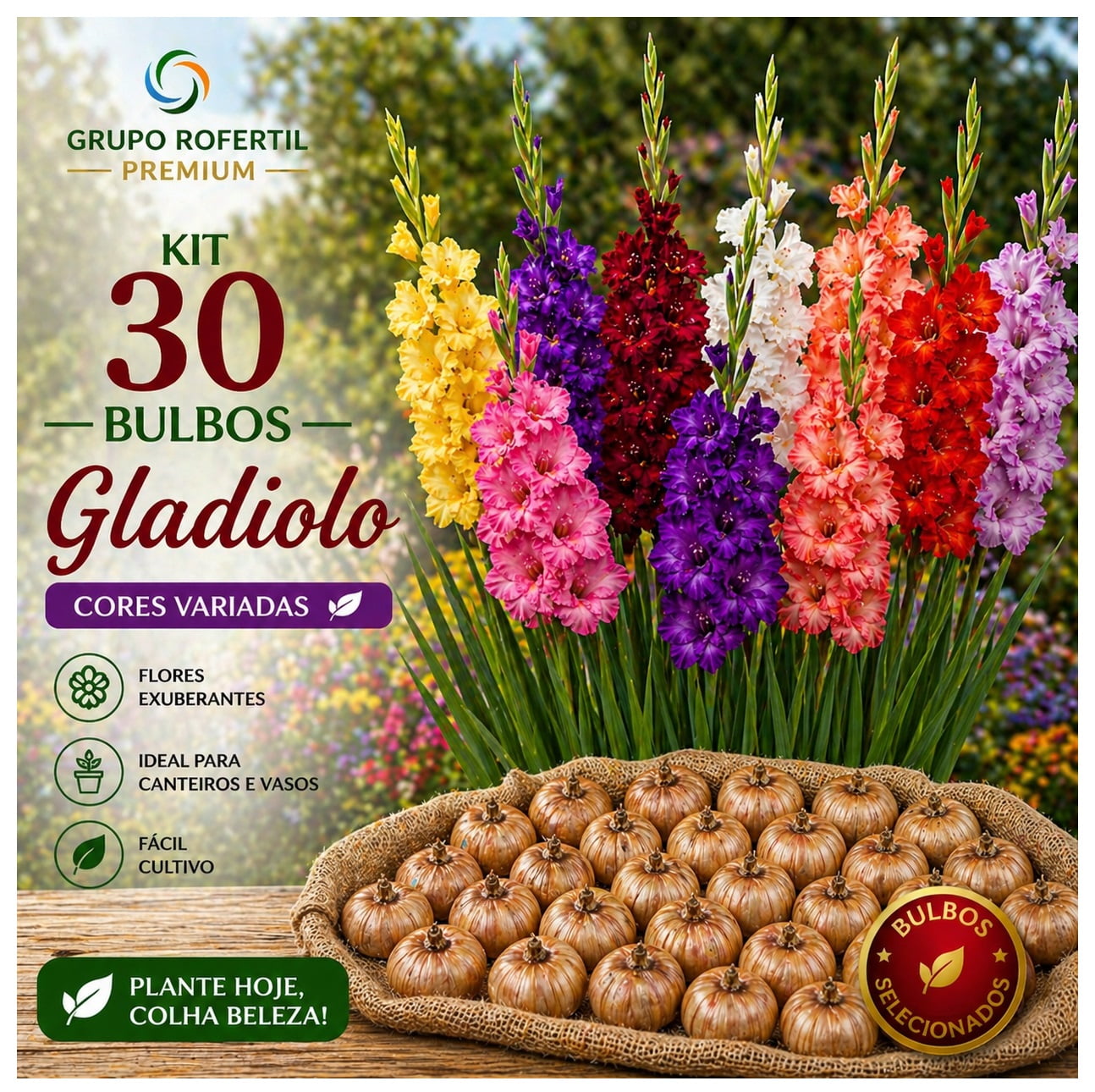 Kit 30 Bulbos de Gladiolo Cores Sortidas Flores Ornamentais Para Jardim